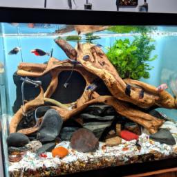 55 Gallon Fish Tank Decor Ideas