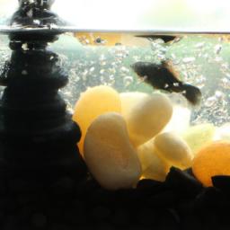 Air stones and bubbles not only add visual interest to your fish tank, but also help oxygenate the water