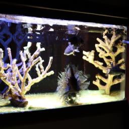 Background images and lighting can create a beautiful underwater scene in your fish tank