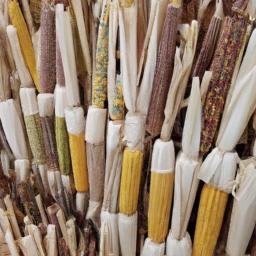 A colorful display of corn stalks for sale at a garden center